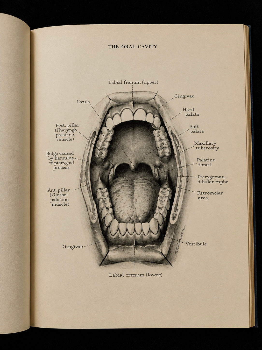 Atlas of the Mouth (1944)
