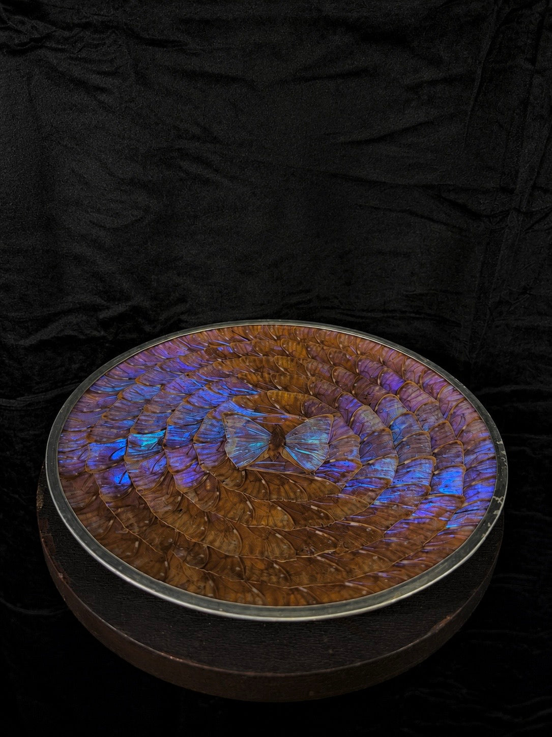 Large Vintage Morpho Butterfly Wing Mosaic Display Plate