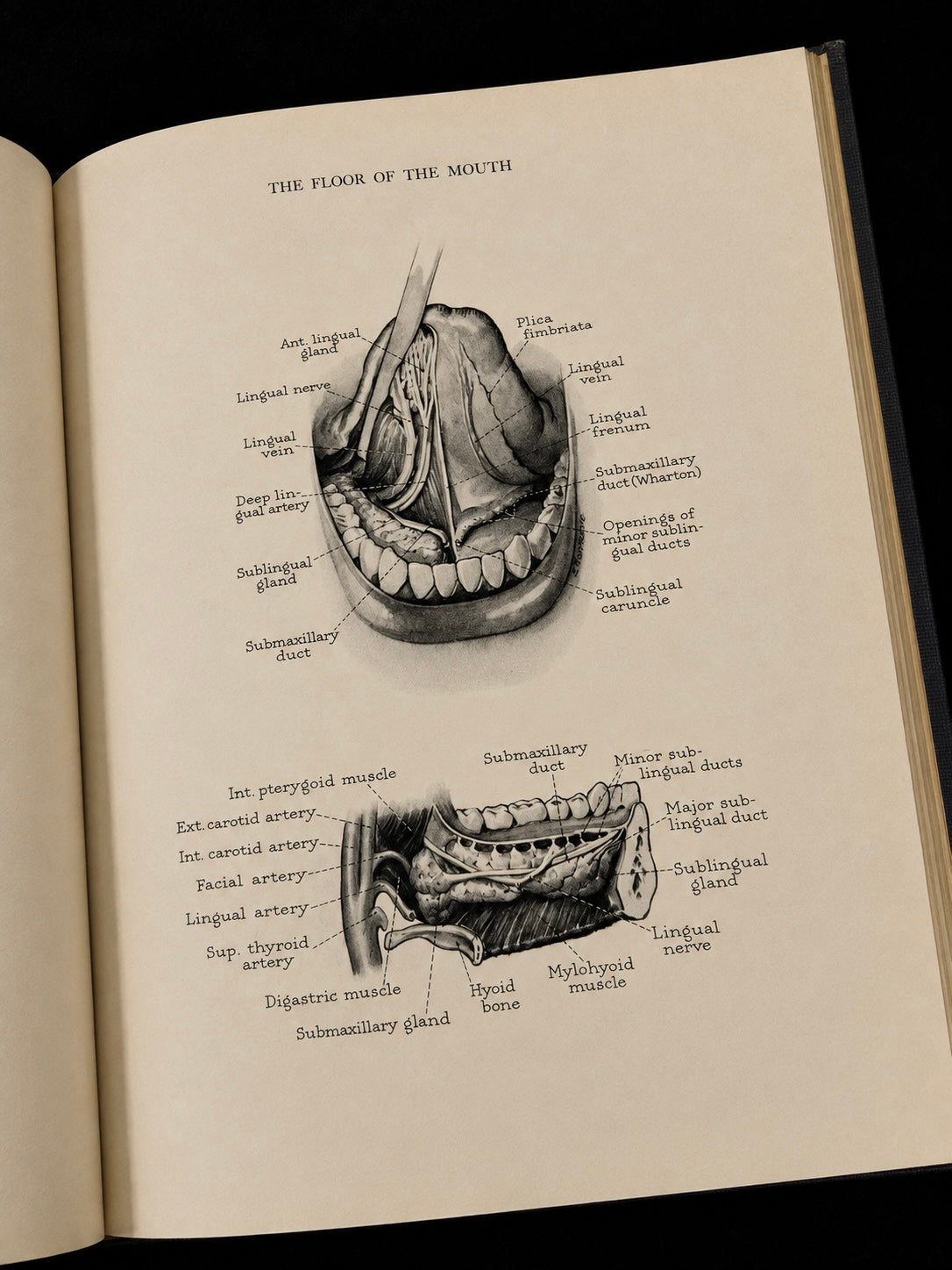Atlas of the Mouth (1944)